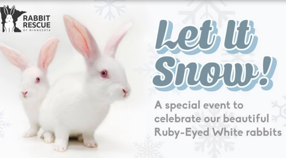 Rabbit Treat/Food Image